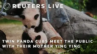 LIVE: Twin panda cubs meet the public with their mother Ying Ying | REUTERS