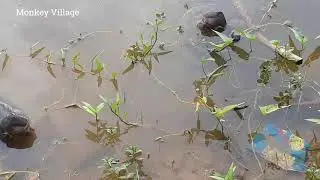 Wow baby monkey Lucas&friends like swimming in deep water, They are very surprise
