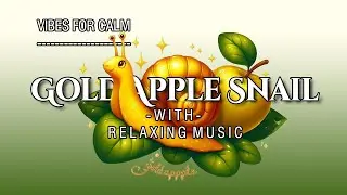 GOLD APPLE SNAIL 🐌 WITH RELAXING MUSIC 🎶 || Siput ini seperti terbuat dari Emas