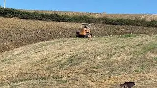 Fiat 100c in aratura