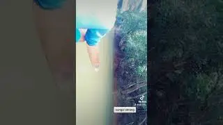 pancing labi-labi