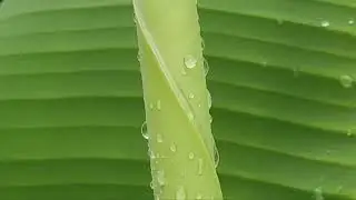 a simple macro water drop mobile photography