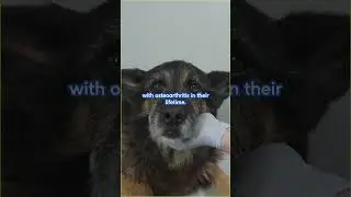 How to support your senior dog's joint health 🐟 #doghealth #dognutrition #doglover #shorts