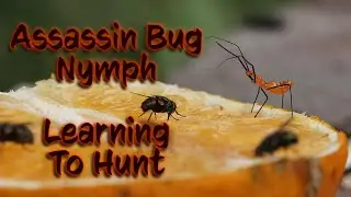 Assassin Bug Nymph Learns To Hunt