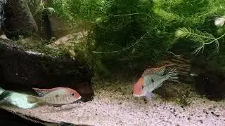 WET-AQUA  Geophagus pyrocephalus