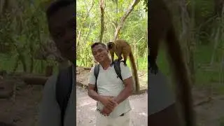 Jumping Lemurs! #shorts  #lemurs