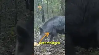 So F&auml;ngt Man Ein Wildschwein! #Wildnis #Abenteuer #&Uuml;berleben