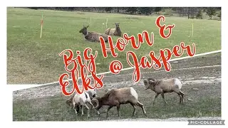 Wildlife; Jasper Alberta #wildlife #adventure #travel