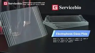 Use servicebio BV-2 electrophoresis instrument for electrophoresis experiments