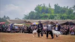 KONTES DOMBA GARUT SUKARATU 2021