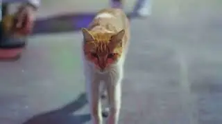 The Incredible Journey Home: How Cats Find Their Way