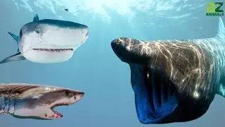 10 Ocean&rsquo;s Strongest Shark: Discover Sea Animals with Superpowers 🐬🦀