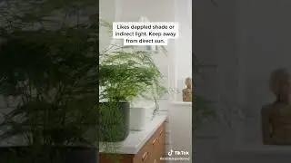 All the plant care tips to keep your Asparagus Fern alive! 🌿 #candidegardening #plantcare