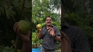 kilo pera #gardening #shopping #plantslover #plants #vibe #guavabenefits 👍👍👍