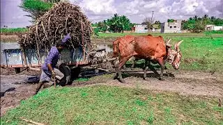 Bullock Cart stuck in mud ride | Bullock cart heavy load sugarcane | cow vs oxen video |amazing vido