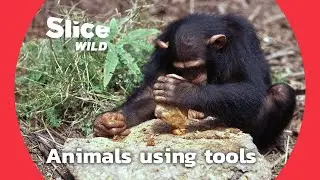 How well do apes use tools? | AI