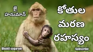 MONKEYS DEATH MYSTERY  |UNKNOWN FACTS | MONKEY |HINDU FUNERAL CREMATION@bhaktisagaram #history
