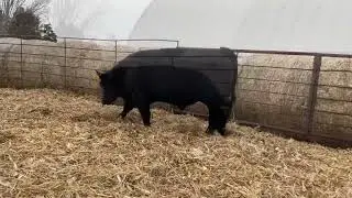 Elliott Livestock - Annual Production Sale