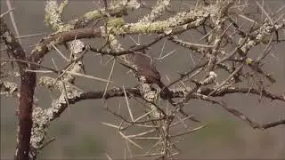 Chestnut-vented Warbler (Tit-babbler) singing and mimicking