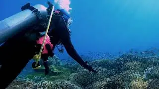 Healthy corals  #coralreef #healthycoral #diving