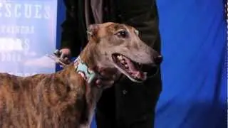Stunning and Obedient Dog Phi auditions for Talent Hounds