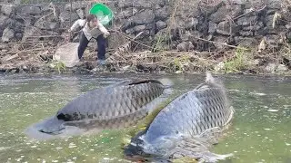 Meet the giant fish in a puddle. Caught many giant fish. The skill of catching fish with bare hands