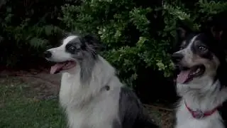 Aprende a Entrenar con tu PERRO