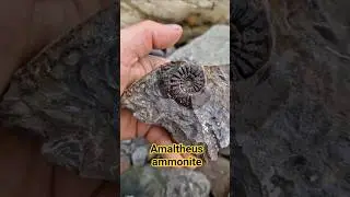 A good split with the hammer revealed this perfect amaltheus subnodosus #ammonite #fossil