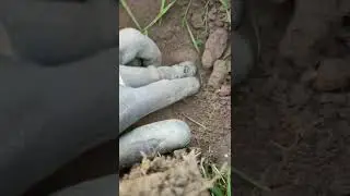 Garrett ace 400i , digging up George V coin