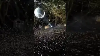 Magic is everywhere if you look for it. From Enlightened at Hylands Estate Light Trail, Chelmsford