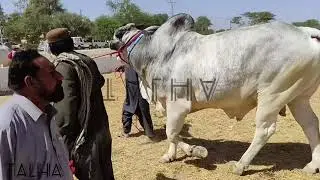 Sibi Mela 2021  @MuhammadTalha87 @bhagnari