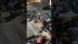 Cow Loves Fresh Food 🐂🥬 | Street Cow Feeding 🙏 | Gau Mata Seva #shorts #shortsfeed #youtubeshorts