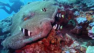 Bali Dive Safari Dive 9 - Boga Wreck Tulamben Bali Indonesia