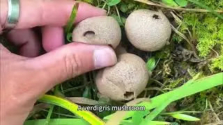 Incredibile scoperta del fungo trombetta #cacciaaifunghi #funghiselvatici #avventuranellaforesta