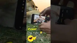 😂 Funny Dog Picture Fail &ndash; Best Hilarious Dog Meme Reaction Ever 😹