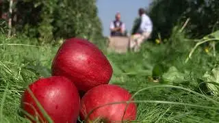 British fruit growers struggle with staff shortages as fruit left to rot | 5 News