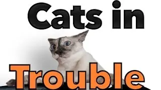 The Paw Project - Cats In Trouble (Official Music Video)