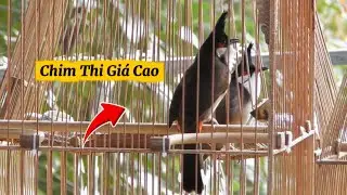 23.12 - CHIM THI GI.Á CAO PHÁCH NẾT CỰC ĐẸP MỜI AE THAM KHẢO