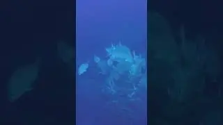Swirling fish engage in mesmerizing dance in the Galapagos Islands