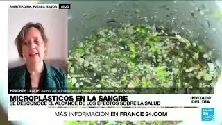 Los microplásticos fluyen en nuestra sangre: ¿qué efectos pueden tener? • FRANCE 24 Español