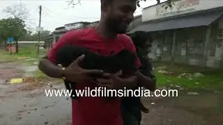 Cattle, livestock rescued from flash flood areas during Cyclone Amphan, West Bengal