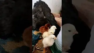 Chicks first diet |🐥🥰 #aseel #birds #aseelvlog #minivlog #chicks #shorts
