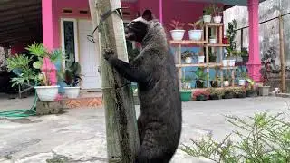 CARA MEMELIHARA DAN MERAWAT #MUSANG PANDAN# BAGI PEMULA