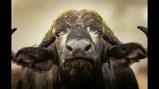 ):​3 Most Dangerous Animals You Won't Believe Actually Exist! 