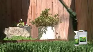 How to make a lawn green fast - Paint your lawn green with the Lawn Paint - Erba Verda💚