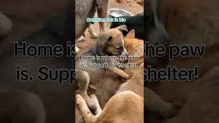 Their future is in your hands. Support our shelter! 🐕 #AdoptADog #FureverHome
