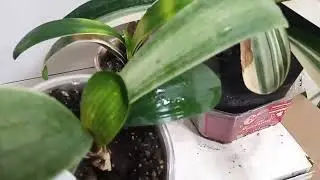 Продажа вариегатных кливий, clivia variegated, оранж