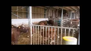 BRANDROOD RUND HEIKANTSEHOEVE   NEDERLAND 99