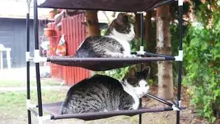 Catshelf