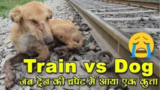 जब ट्रेन की चपेट में आया एक कुत्ता | Train Vs Dog #train #dog